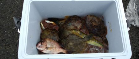 雨のかな初めての魚2種類釣りました!