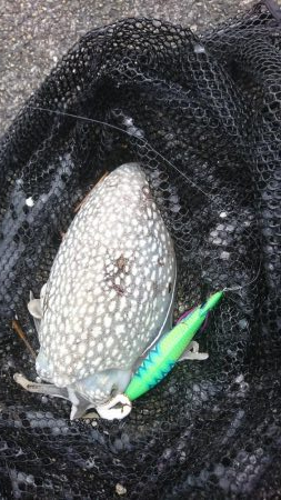 久しぶりに地元で