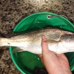 グーグーイシモチ