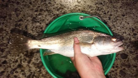 グーグーイシモチ