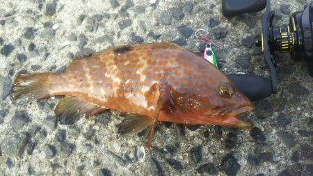 【関門】キジハタ2連発