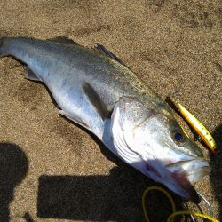 サーフフラット狙いでシーバスGET