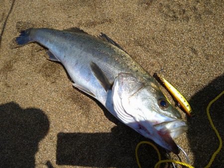 サーフフラット狙いでシーバスGET