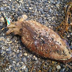 サーフでカミナリさん