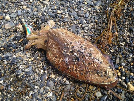 サーフでカミナリさん