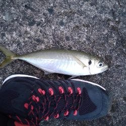 シーバス狙いでアジ