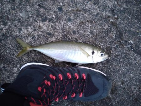 シーバス狙いでアジ