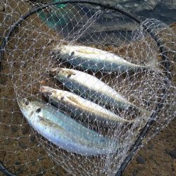 サーフでメガアジ乱舞