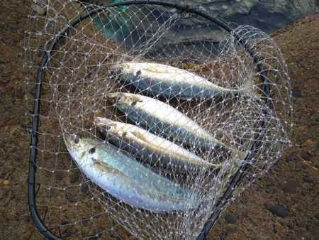 サーフでメガアジ乱舞