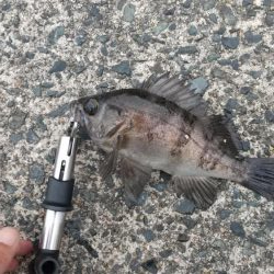 ジギングでメバル