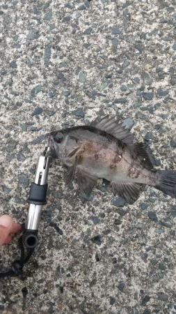 ジギングでメバル