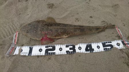 サーフカレント