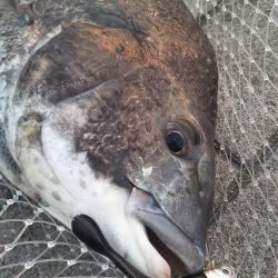 チヌ(52cm)×1、タコ×1