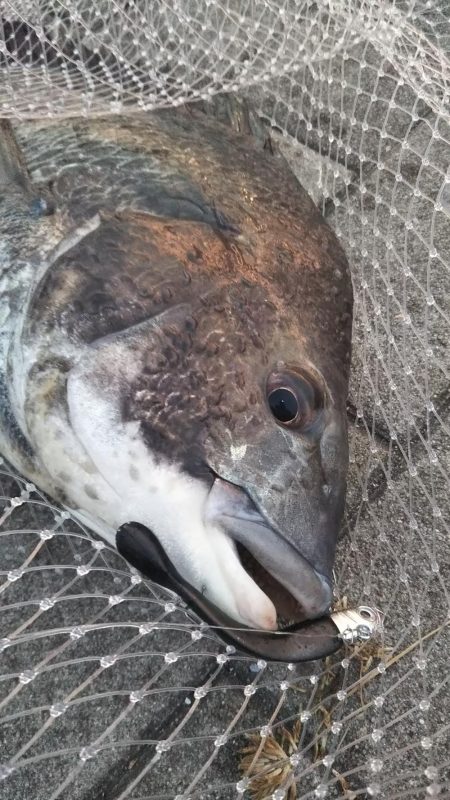 チヌ(52cm)×1、タコ×1