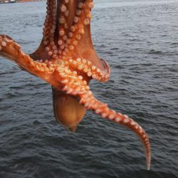 タコ2、ガシラ10