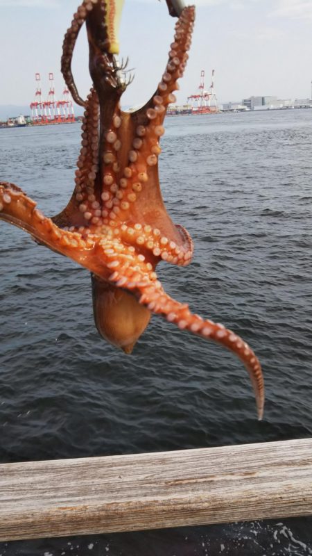 タコ2、ガシラ10