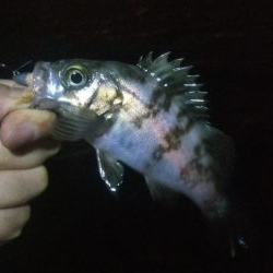 メバル1  ガシラ4