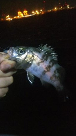 メバル1  ガシラ4