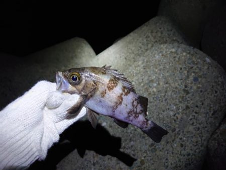 雨前にメバリング