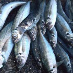 ジグ単アジングで入れ食い