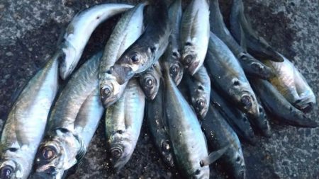 ジグ単アジングで入れ食い