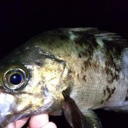 メバル狙いでライトゲーム五目釣り