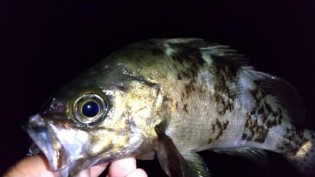 メバル狙いでライトゲーム五目釣り