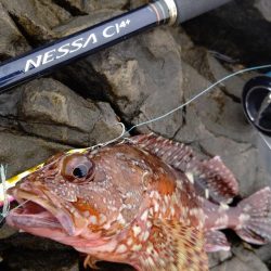 やっと釣れたー!