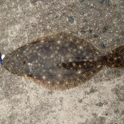 フラットフィッシュを狙って…