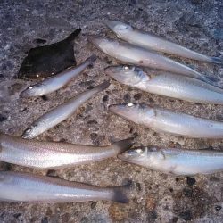 播磨新島のキス調査