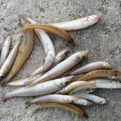 時合いを捉えるのが難しい