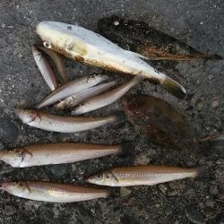 １５時から播磨新島のキス調査