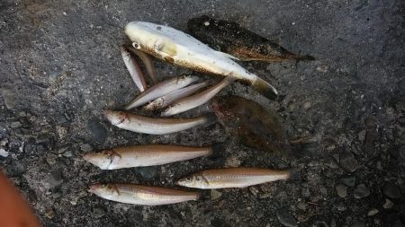 １５時から播磨新島のキス調査