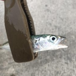 マイクロジグサビキでサバGET!