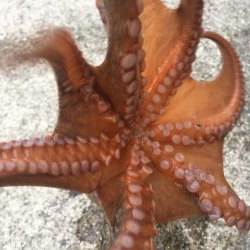 タコフィネスで16杯