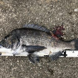 イチノ兄弟、釣果!