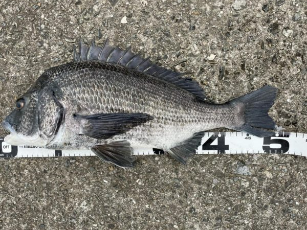 イチノ兄弟、釣果！