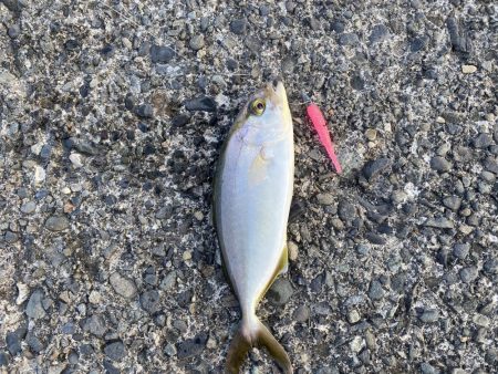 やっと夏っぽくなってきました！