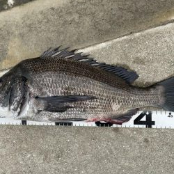 イチノ兄弟、釣果!