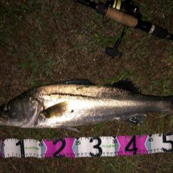 ナイトシーバス