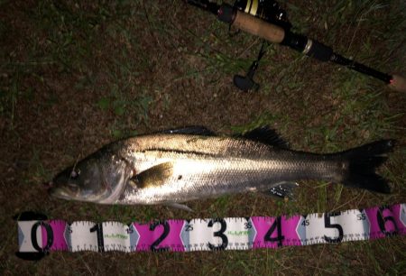 ナイトシーバス