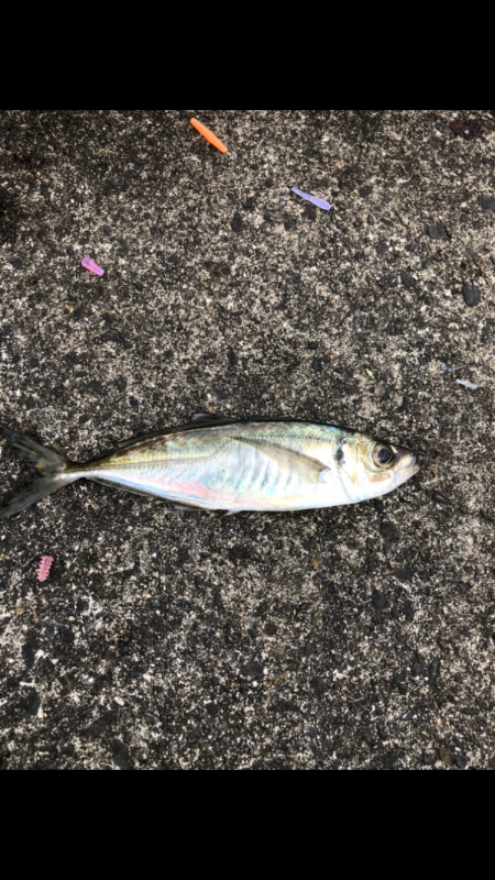 アジング　アジ　アイナメ