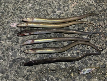 アジを釣りに行ったのに