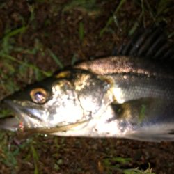 ナイトシーバス