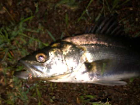 ナイトシーバス