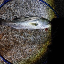 50cmのフッコでました