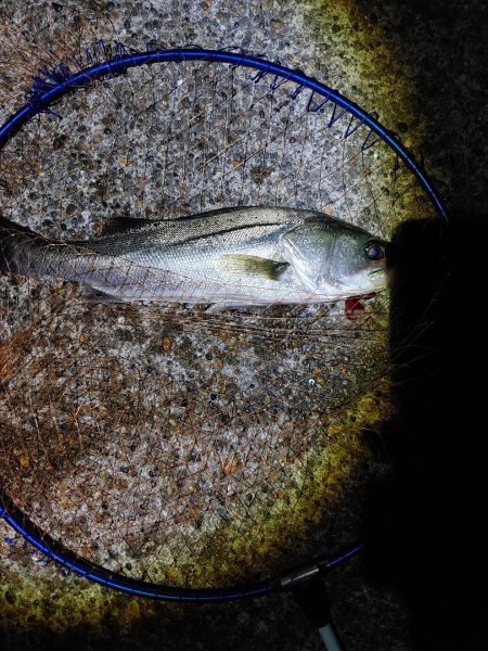 50cmのフッコでました