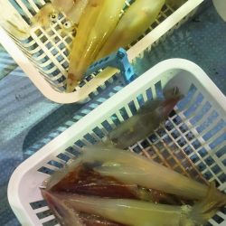 シロイカ上向き