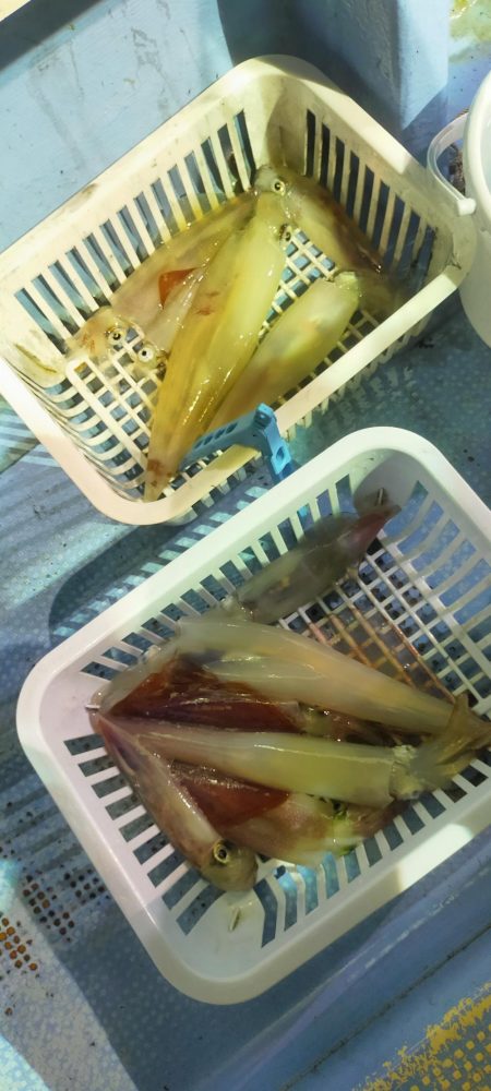 シロイカ上向き