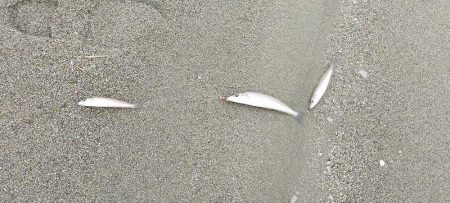 シロギス釣り 今年初の由良川河口左岸